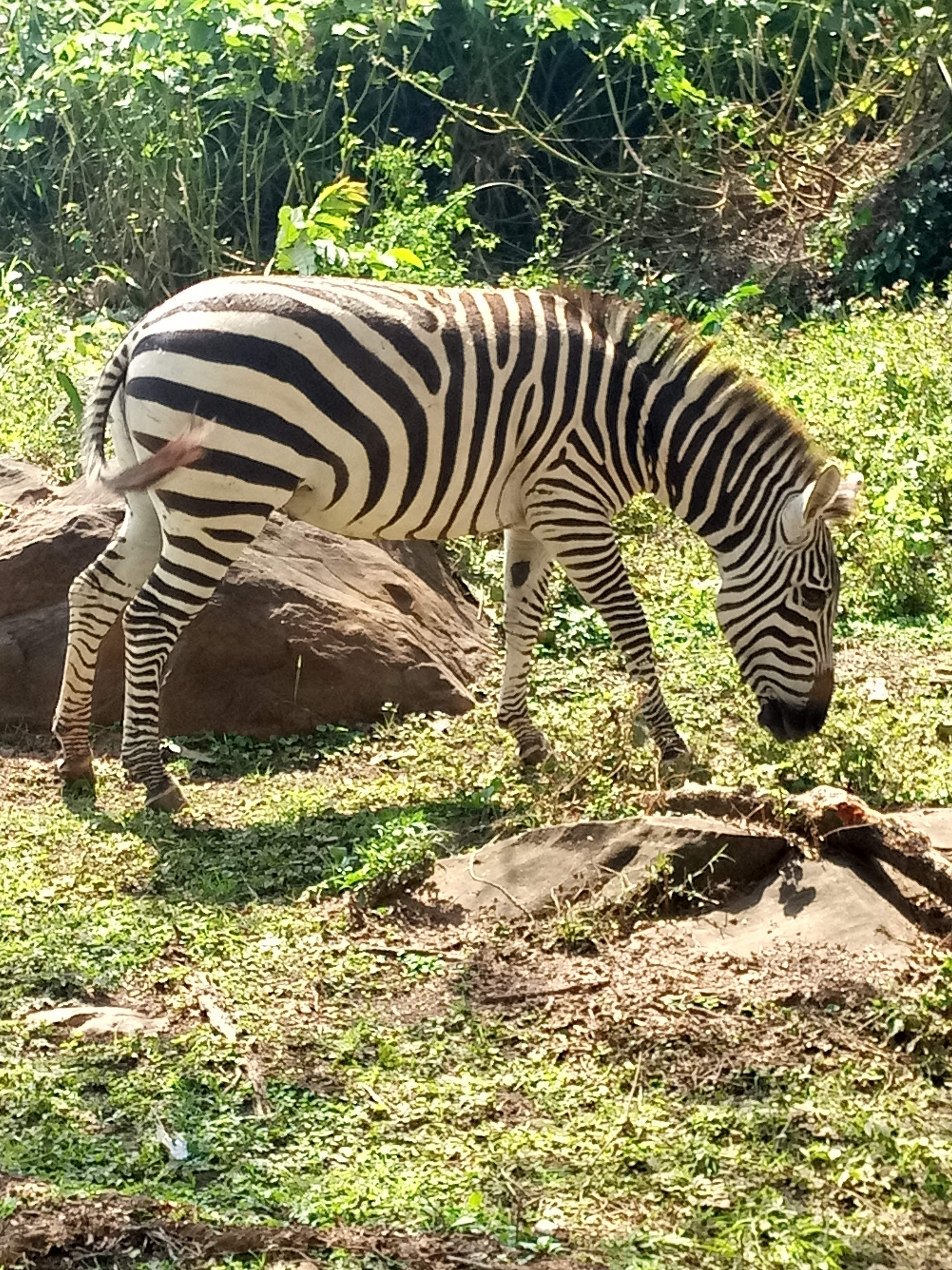 Amboseli 3 Days 3Nights Safari